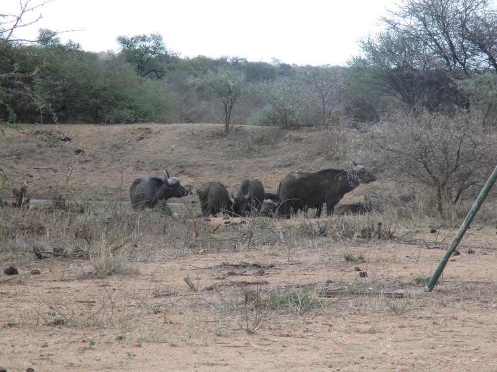 Tshukudu Game Lodge - Hoedspruit Luaran gambar