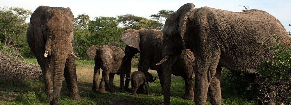 Tshukudu Game Lodge - Hoedspruit Luaran gambar