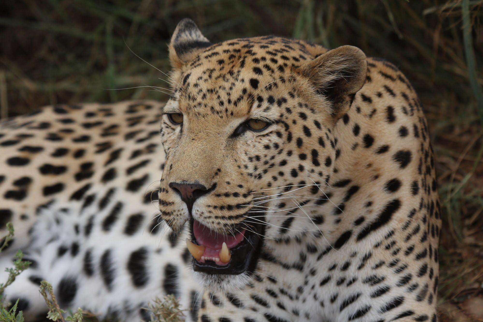 Tshukudu Game Lodge - Hoedspruit Luaran gambar