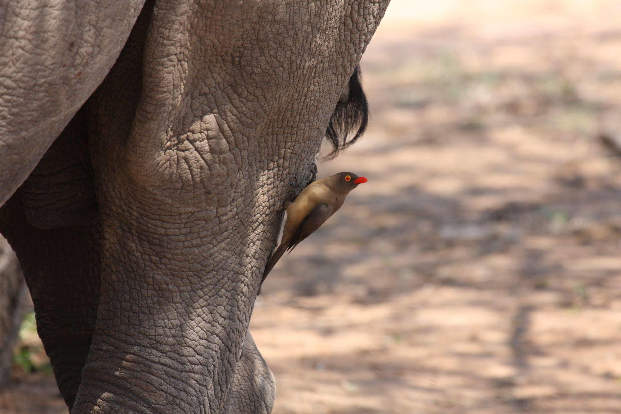 Tshukudu Game Lodge - Hoedspruit Luaran gambar