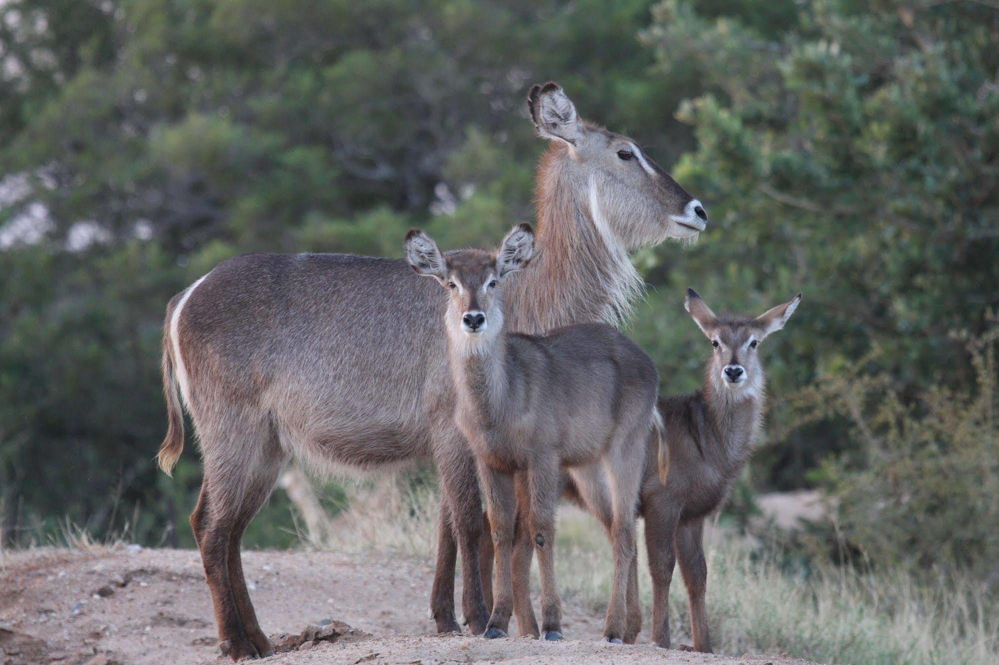 Tshukudu Game Lodge - Hoedspruit Luaran gambar