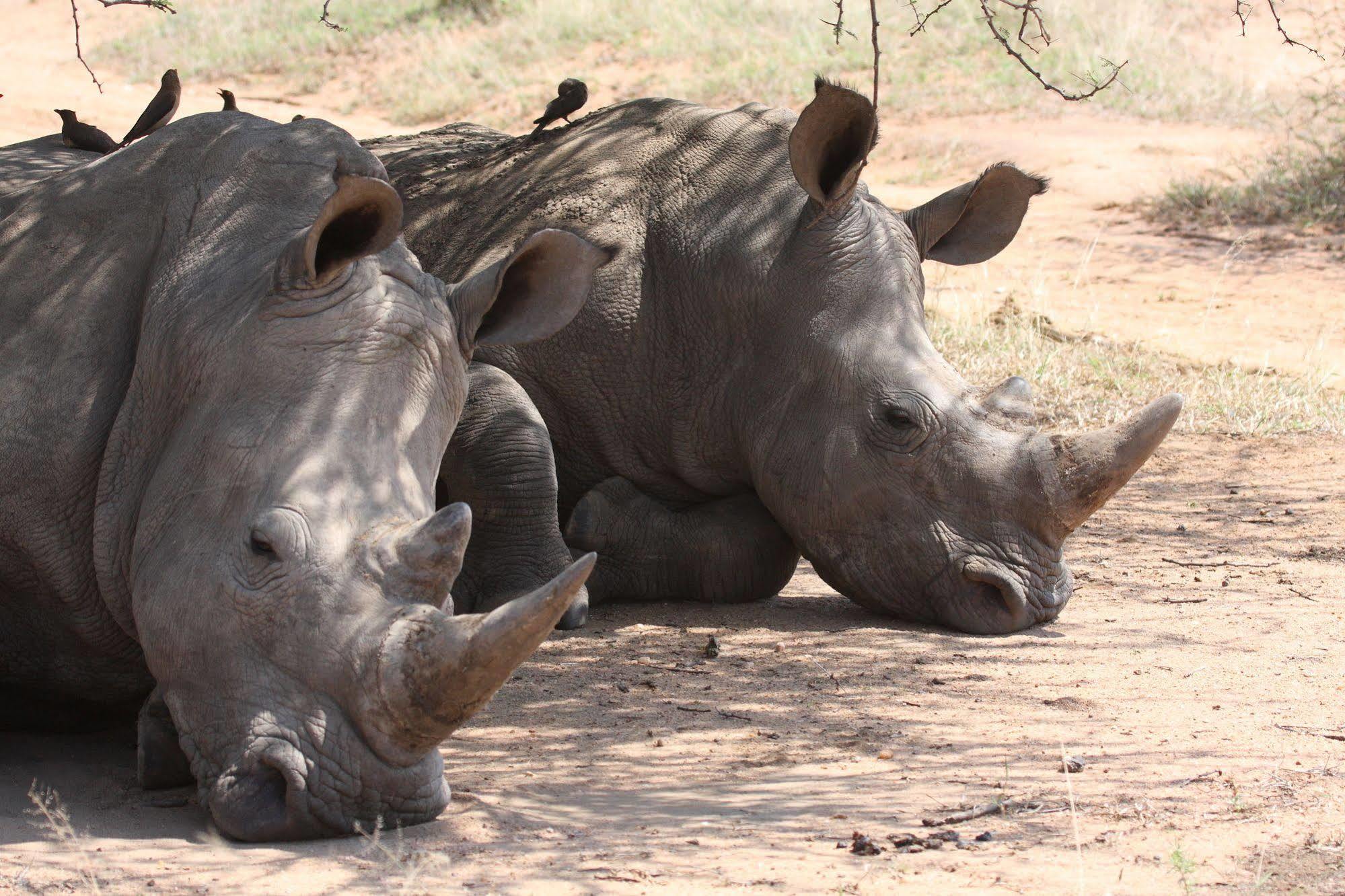 Tshukudu Game Lodge - Hoedspruit Luaran gambar